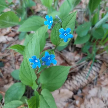 Cancarevic * Ravna Gora